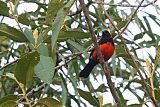 Scarlet-bellied Mountain Tanagerborder=